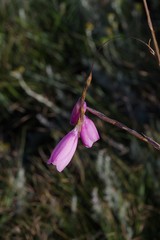 Dierama pulcherrimum