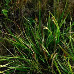 Schoenus complanatus