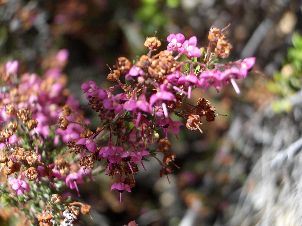 Erica zebrensis