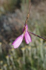 Dierama pulcherrimum