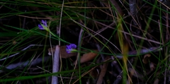 Psoralea oreophila