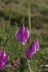Dierama pulcherrimum