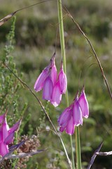 Dierama pulcherrimum