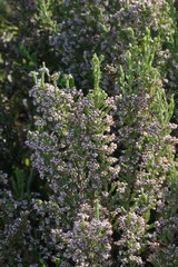 Erica brownleeae