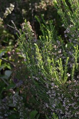 Erica brownleeae
