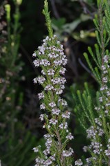 Erica brownleeae