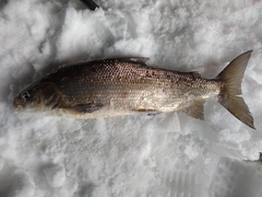 Coregonus clupeaformis