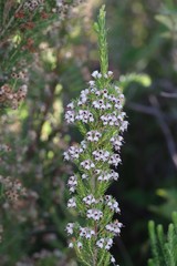 Erica brownleeae