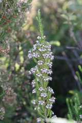 Erica brownleeae