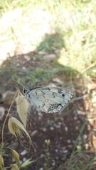 Melanargia titea