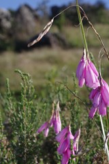 Dierama pulcherrimum