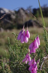 Dierama pulcherrimum