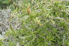 Gymnosporia polyacantha