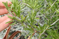 Gymnosporia polyacantha