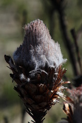 Protea longifolia