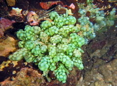 Caulerpa chemnitzia