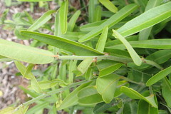 Capparis sepiaria