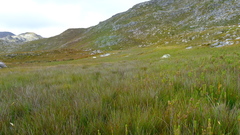 Schoenus neovillosus