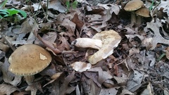 Porphyrellus sordidus