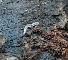 Animalia