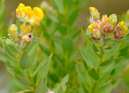 Goodhope Mountainpea (Liparia bonaespei)