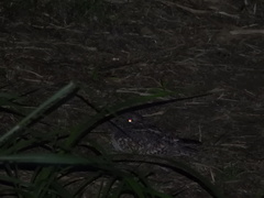 Caprimulgus affinis stictomus