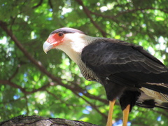 Caracara plancus