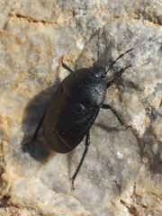 Sehirus morio