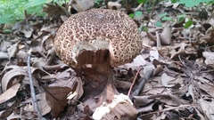 Porphyrellus sordidus