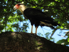 Caracara plancus