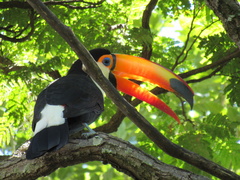 Ramphastos toco