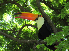 Ramphastos toco