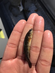 Umbra limi
