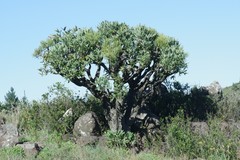 Cussonia paniculata