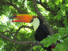 Ramphastos toco