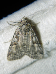 Anaplectoides pressus