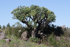 Cussonia paniculata