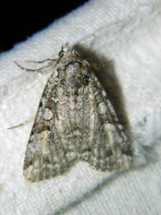 Anaplectoides pressus