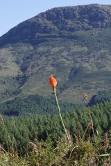 Kniphofia triangularis