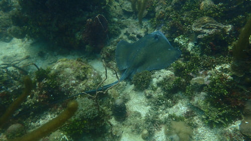 Southern Stingray