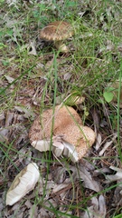 Porphyrellus sordidus