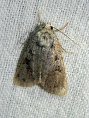 Anaplectoides pressus