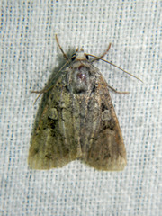 Anaplectoides pressus