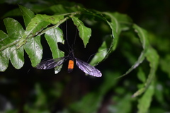 Tipula holoserica