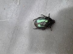 Lagochile emarginata