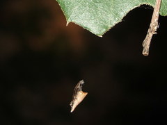 Rhomphaea nasica