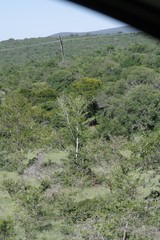 Afrocanthium mundianum