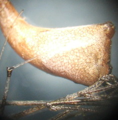 Rhomphaea nasica
