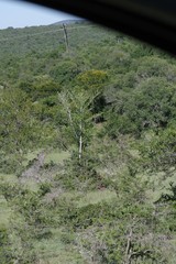 Afrocanthium mundianum