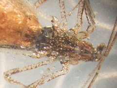 Rhomphaea nasica